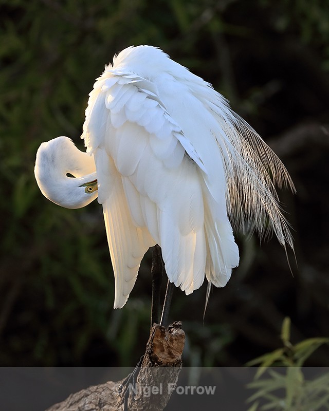 Great Egret preening late afternoon, Venice Rookery, Florida - Great Egret