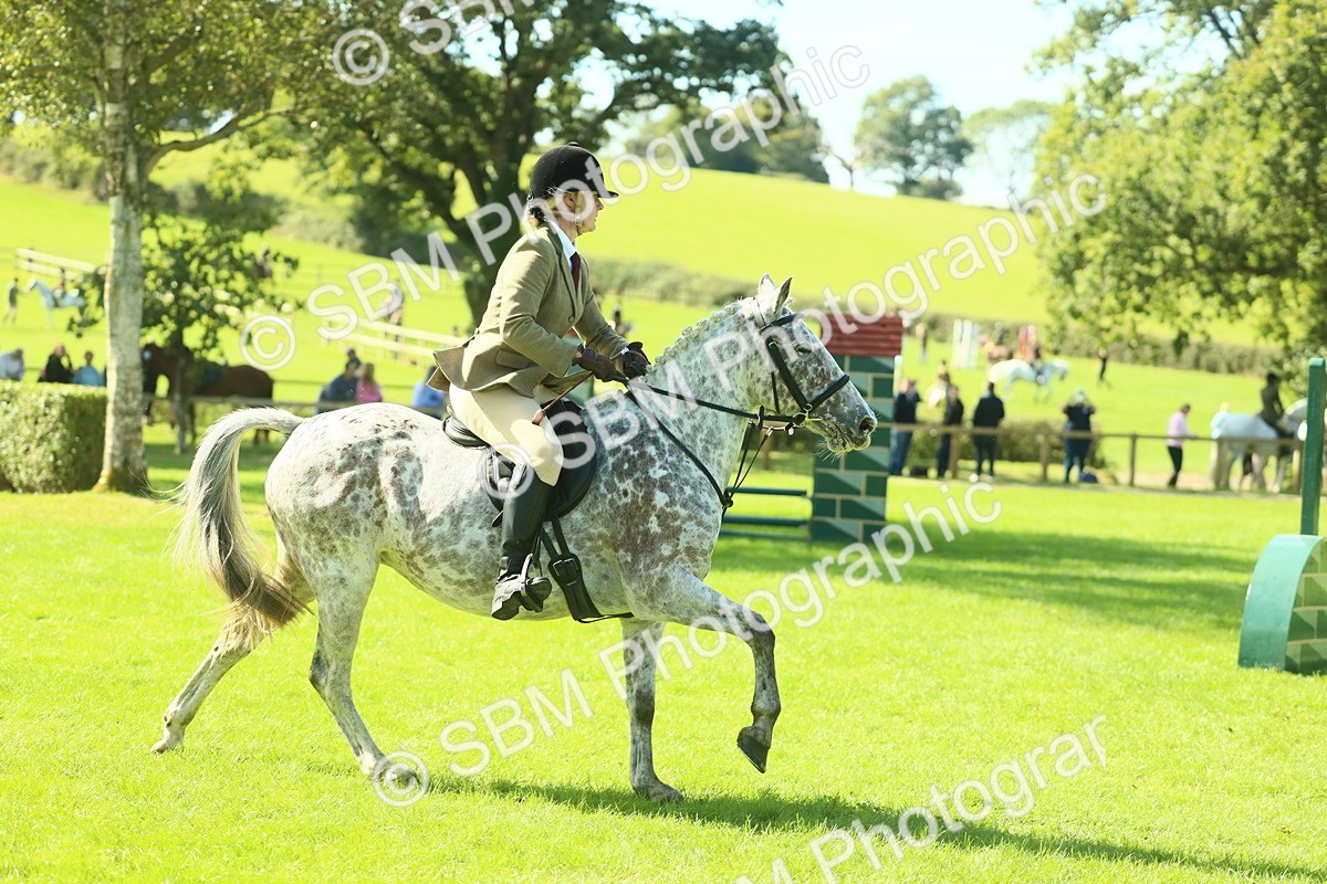 SBM_39249 - S29 - Novice & Newcomers Working Hunter Pony