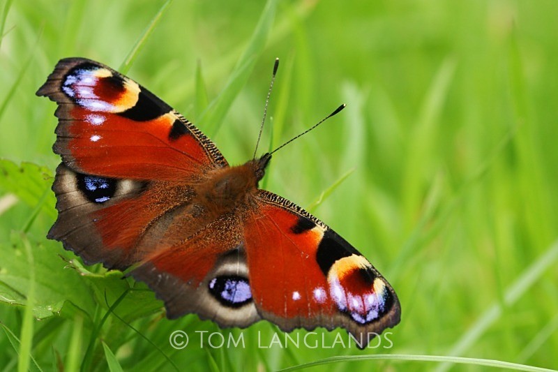 Peacock - Macro