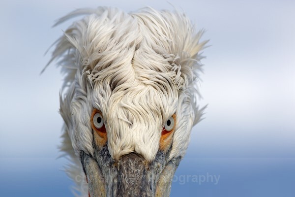 - Birds of Britain and Europe