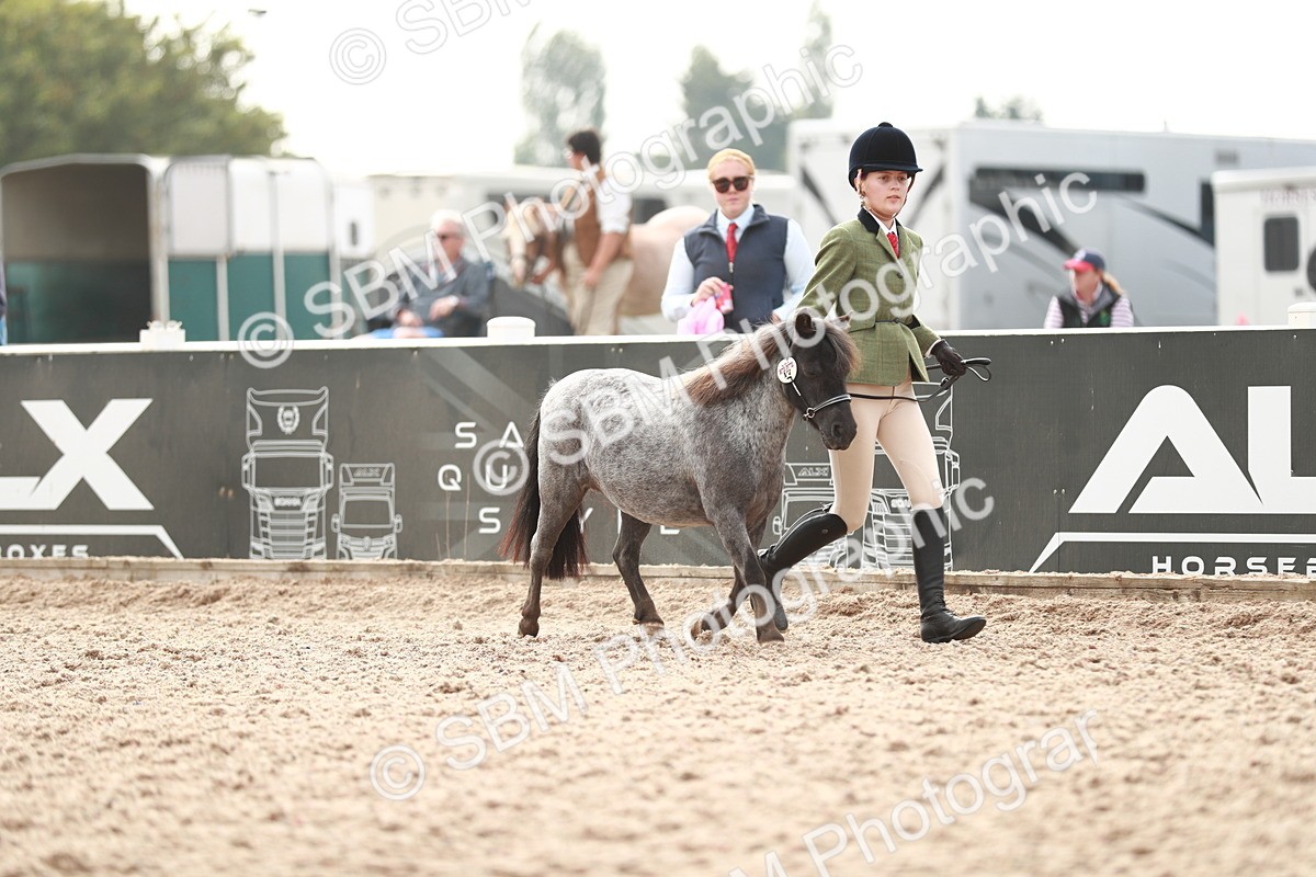 SBM_11786 - Class 206 IH Non Show Type Pony