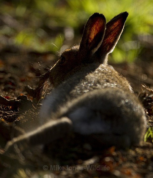 Mountain Hare, Isle of Mull ref mh9 - MOUNTAIN HARE, SCOTLAND