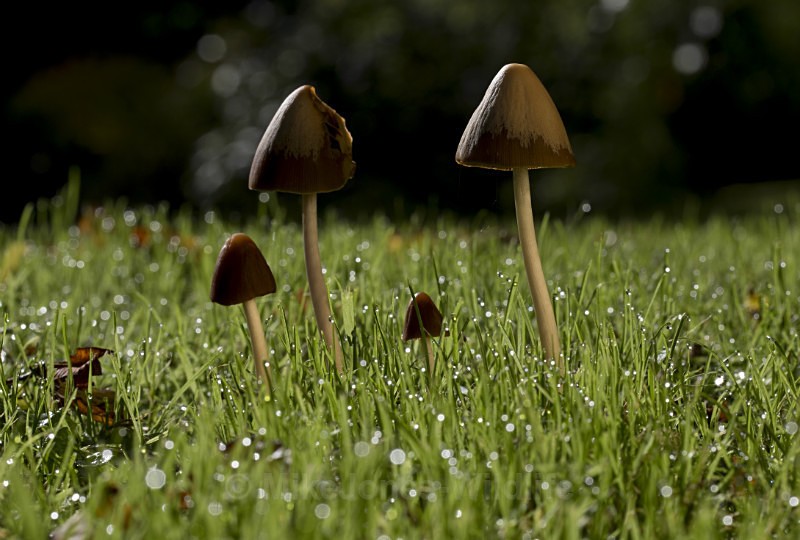 Fungi at Cholmondeley Castle, Cheshire - FUNGI (MUSHROOM) IMAGES