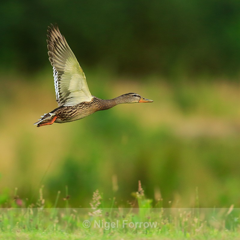 Mallard takes off at Rothiemurchus - Mallard