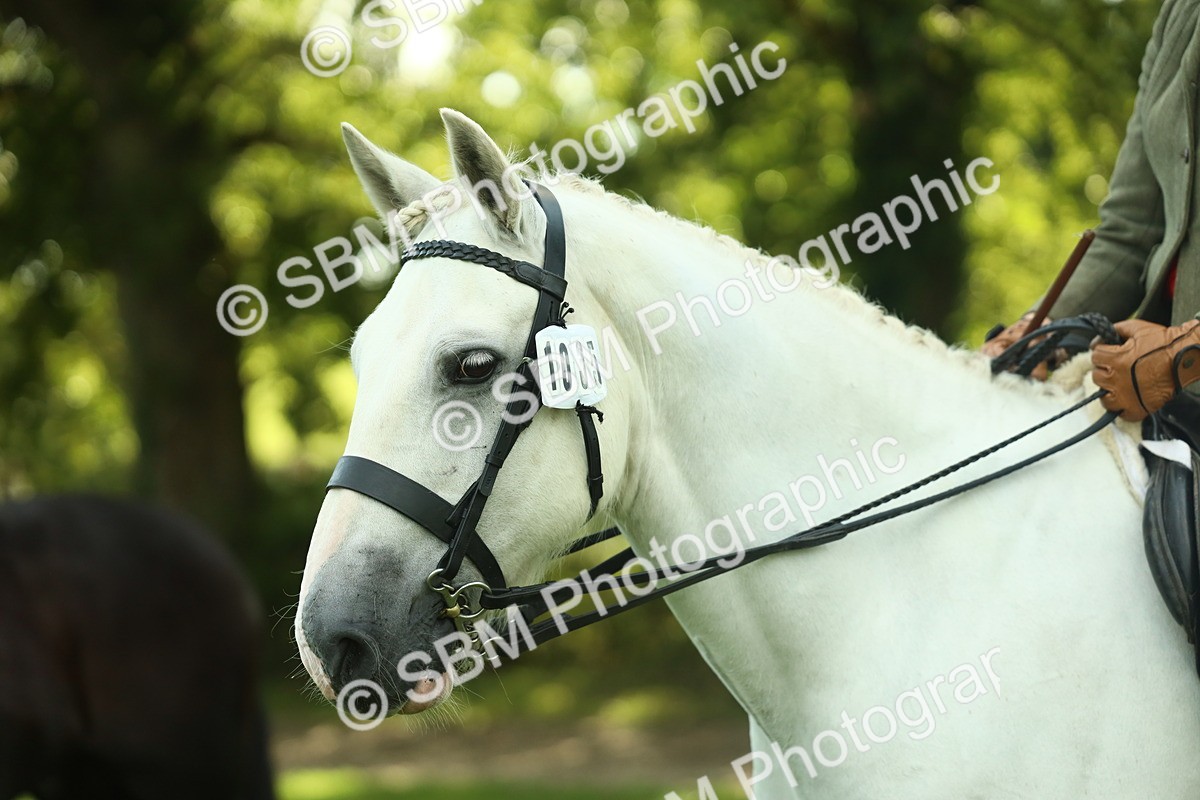 SBM_52188 - S33 - Working Hunter & Working Show Horse