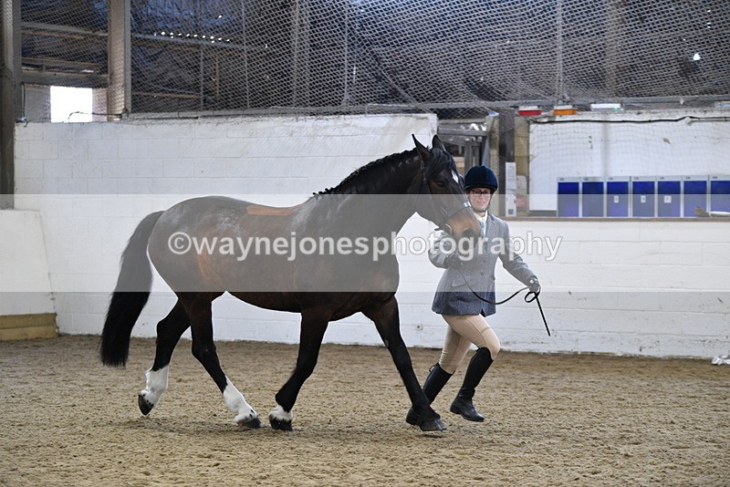 WJ5_4711 - Class 3 Part Bred In hand