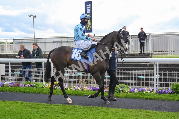 yr22052021r7-9 - Race 7 5.25pm Hudson Quarter York Palace Capital Stakes - Gentleman Amateur Riders Race