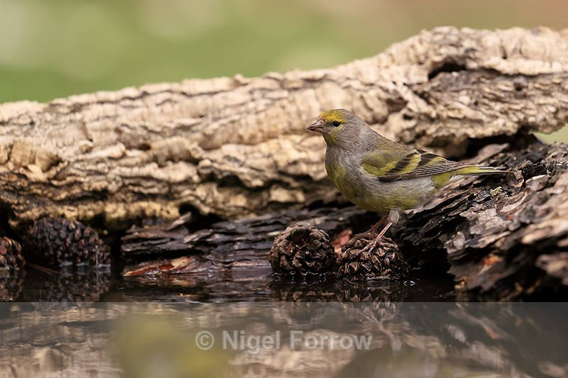 Citril Finch at drinking pool, Port del Comte, Spain - Citril Finch