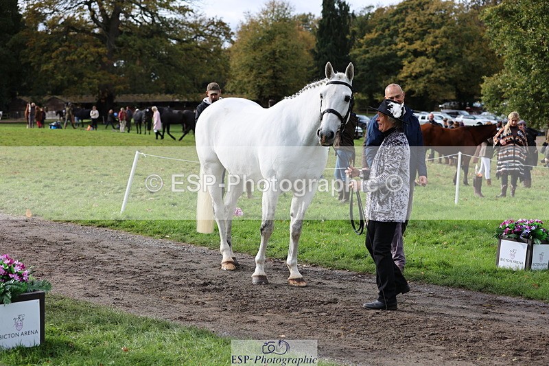 251026A-120647-25893 - G-522-Sue.Parkes Inc Trot Up