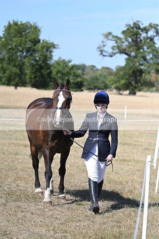 WJ7_1535 - Class 42 Most Handsome Gelding