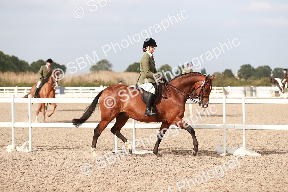 SBM_17468 - Class 215 Ridden Hack/ Riding Horse