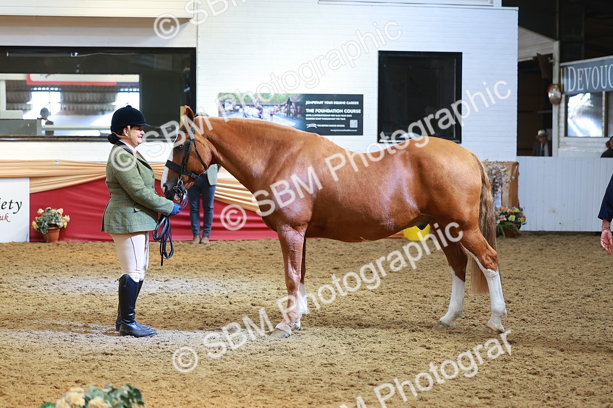 SBM_10707 - Class 103 - HOYS Veteran Qualifier - Ridden Pre Vet