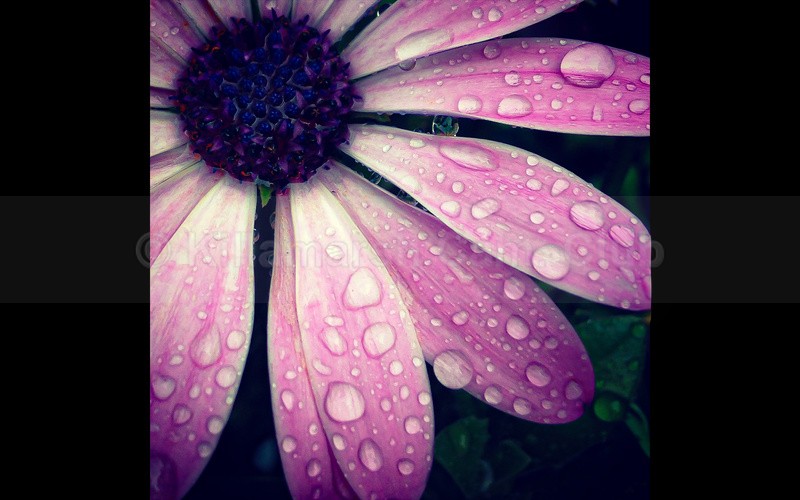 Daisy droplets by new member Sam May-Allen - KDT ANNUAL DIGITAL COMP 2024