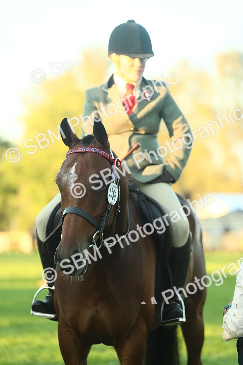 SBM_56583 - S14 - Riding Club Horse