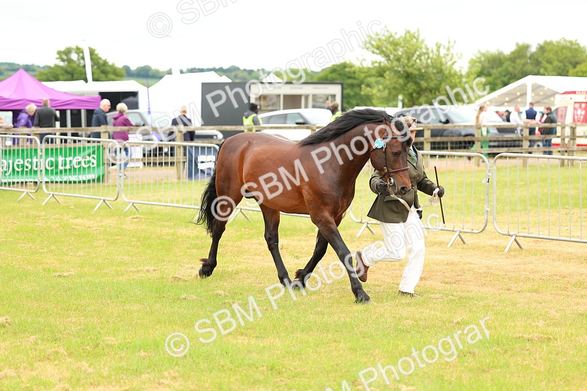 SBM_04188 - Class 64-67 - Shetland Pony In Hand