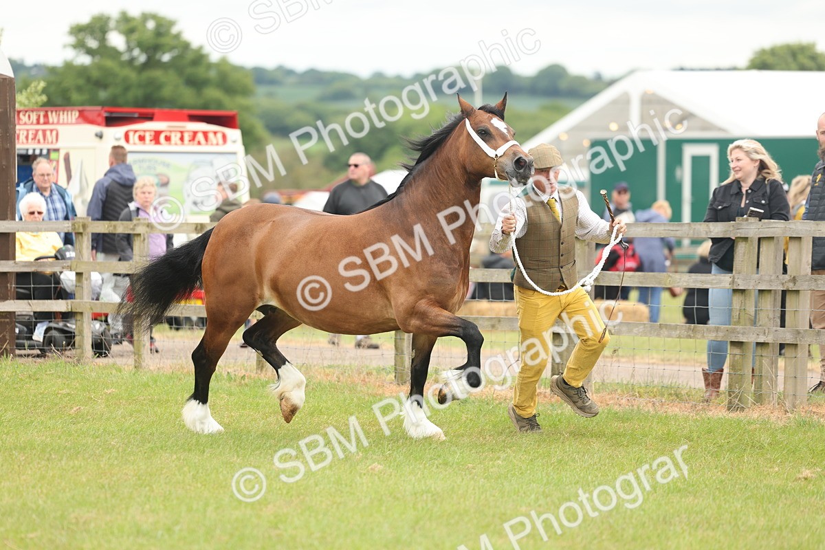 SBM_04858 - Class 50-57 - M&M Welsh Pony In Hand