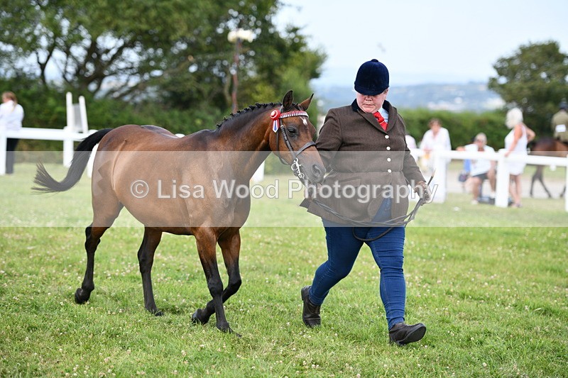 DSC_8490 - Class 69: Pure, Anglo & Part Bred In Hand Arab