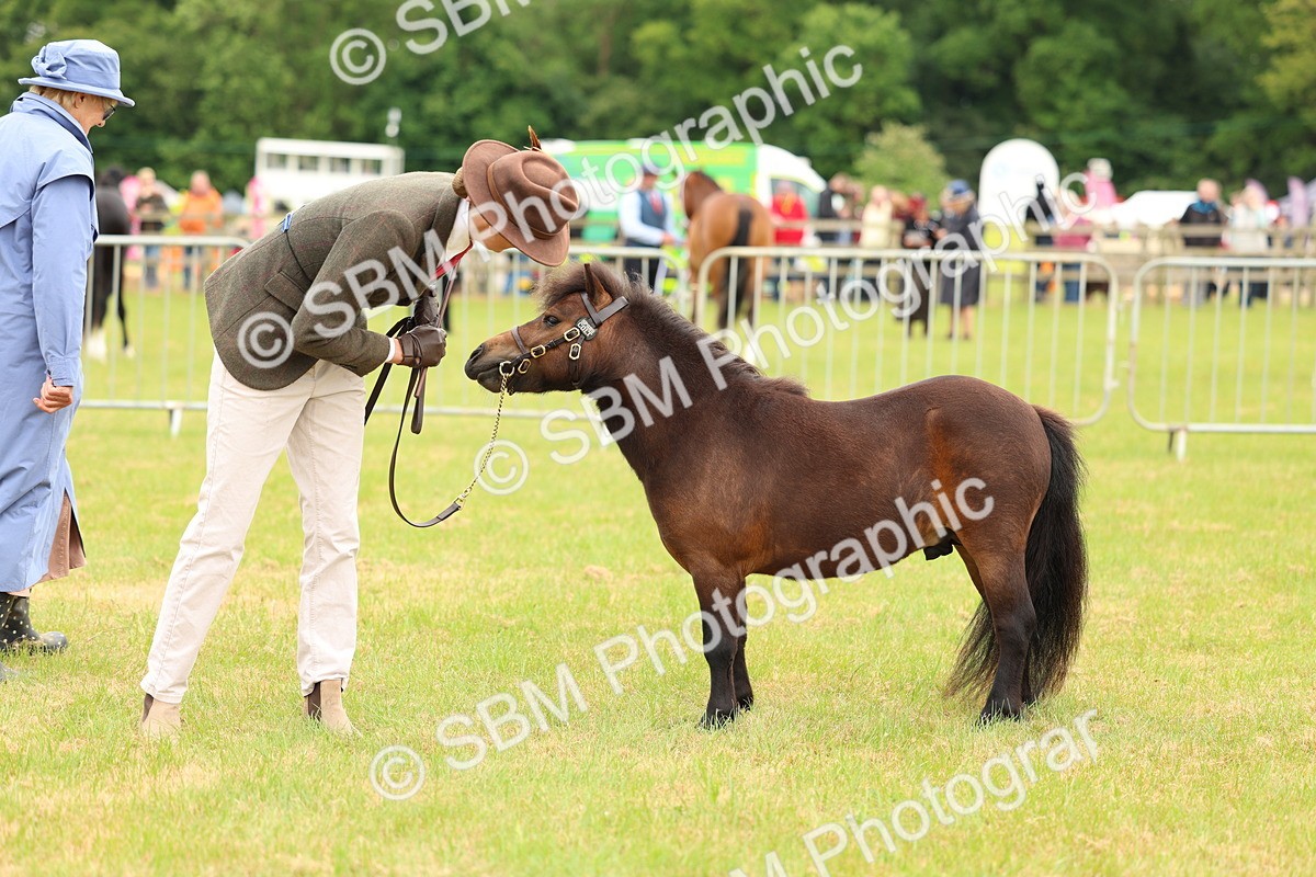 SBM_04468 - Class 64-67 - Shetland Pony In Hand