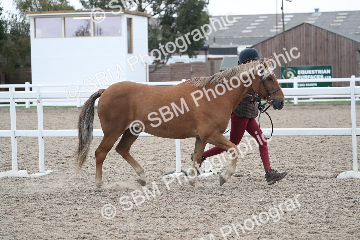 SBM_18371 - Class 318 IH Part bred Horse/Pony