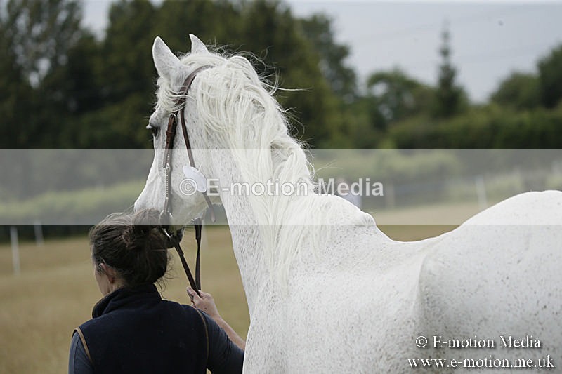 B230619-0502 - Bourne Valley Riding Club Summer Show 23/06/19