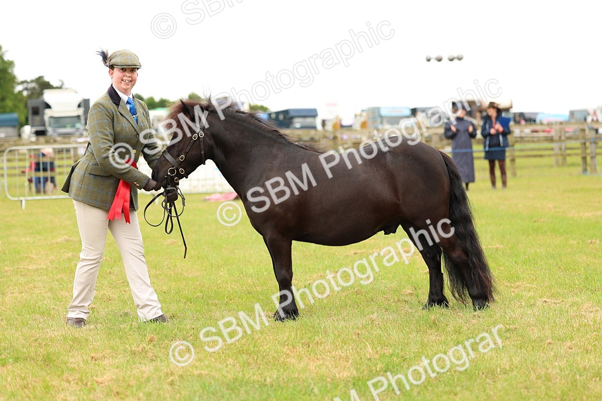 SBM_04343 - Class 64-67 - Shetland Pony In Hand