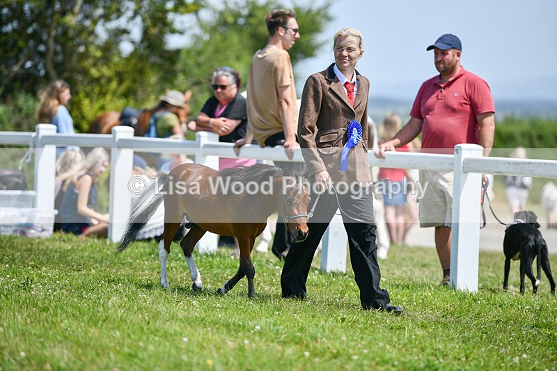 DSC_7240 - Miniature Horse Championship