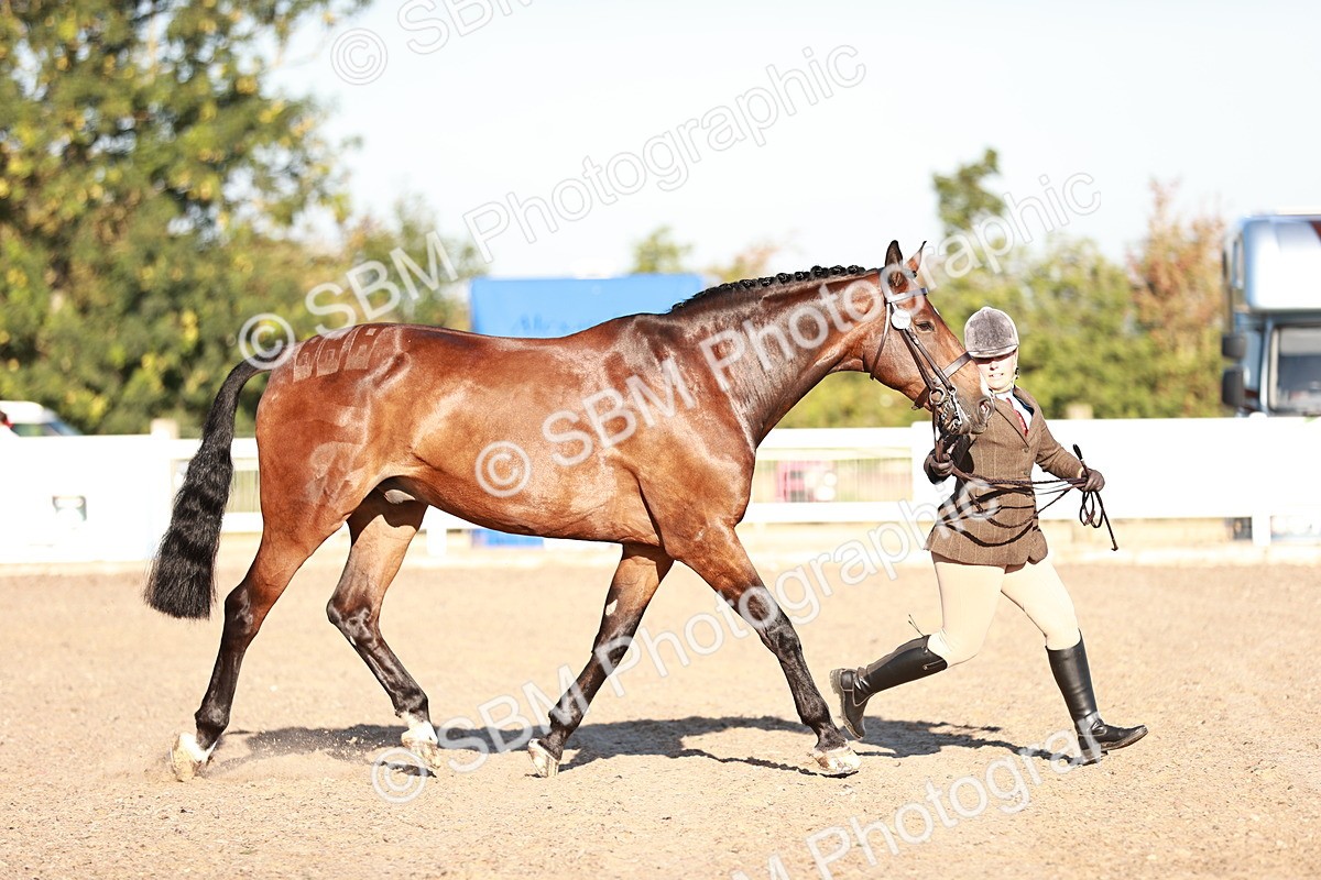 SBM_11164 - Class 401 - IH  Veteran horse
