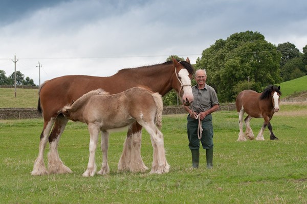 19 - Clydesdales