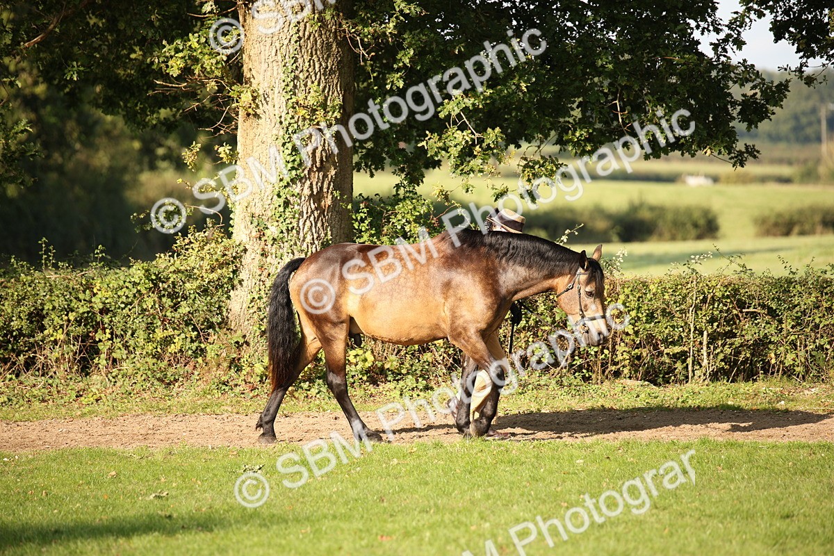 SBM_59334 - S52 - Other Coloured Horse In Hand