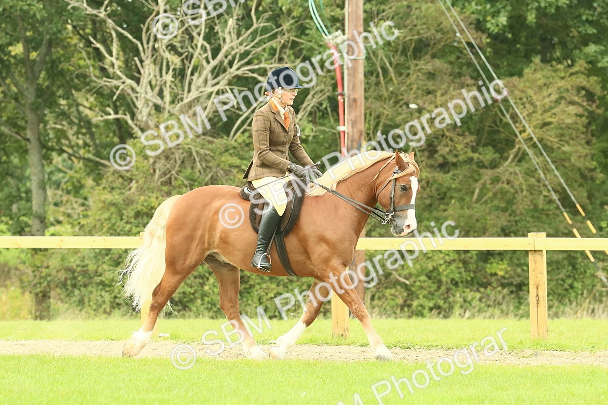 SBM_71859 - S60 - Mountain & Moorland Ridden Large Breeds