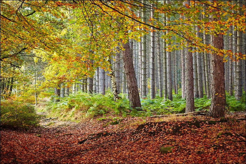 Autumn Pine Trees - Photographs of Woodland & Rivers