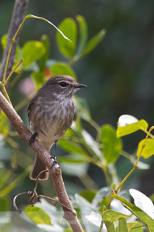 African Dusky Flycatcher perched on a branch - African Dusky Flycatcher