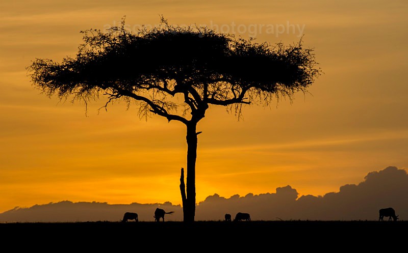  - African Safaris