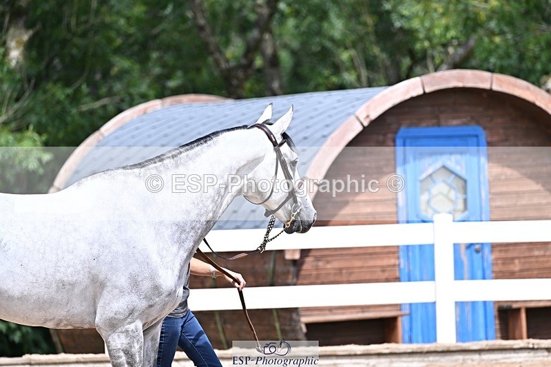 250716-124059-00107 - Trot Up 12.30 to 1.30