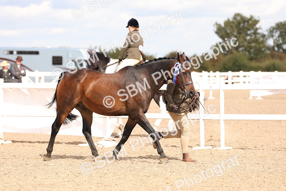 SBM_14740 - Class 208 - IH Veteran Horse
