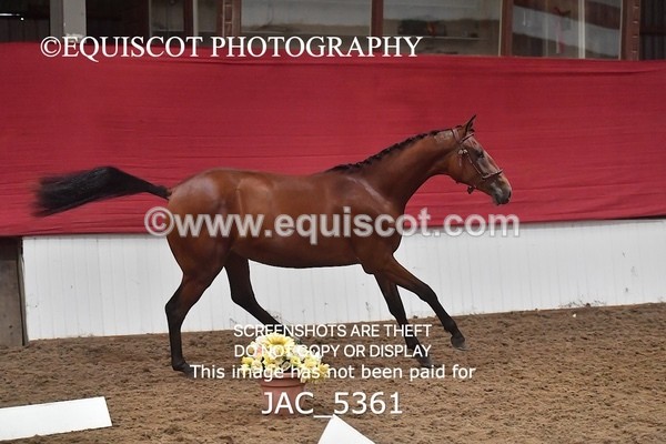 JAC_5361 - 7 L'Espirits Little Unicorn