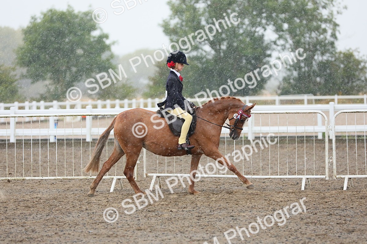 SBM_20570 - Class 804 - Ridden Veteran Pony