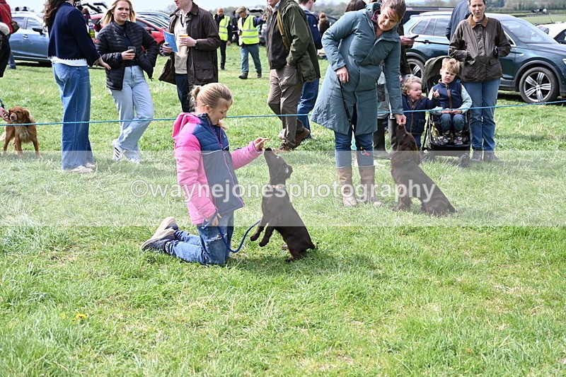 WJ6_8665 - Class 8 Best Working / Gun Dog or Bitch