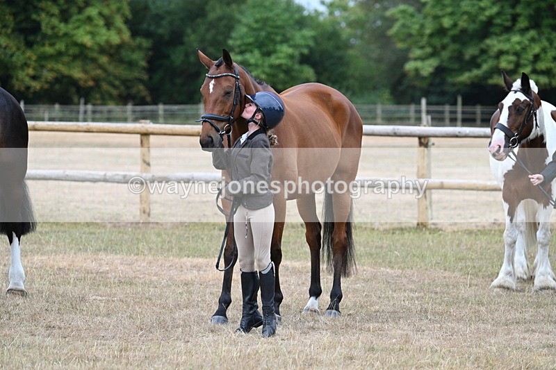 WJ7_9944 - Class 5a Most Handsome Gelding (above 14.2hh)
