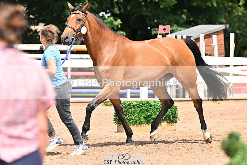 240718A-105319-01846 - Trot Up 1pm to 2pm