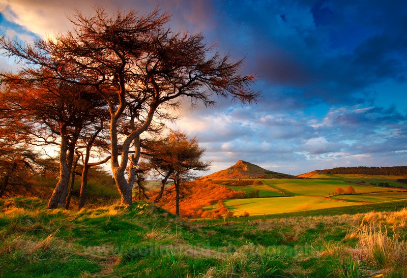 Scots pine at Roseberry Topping ref 0485 - North Yorkshire and Cleveland