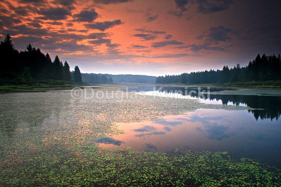 Beaver Meadows II - Allegheny National Forest