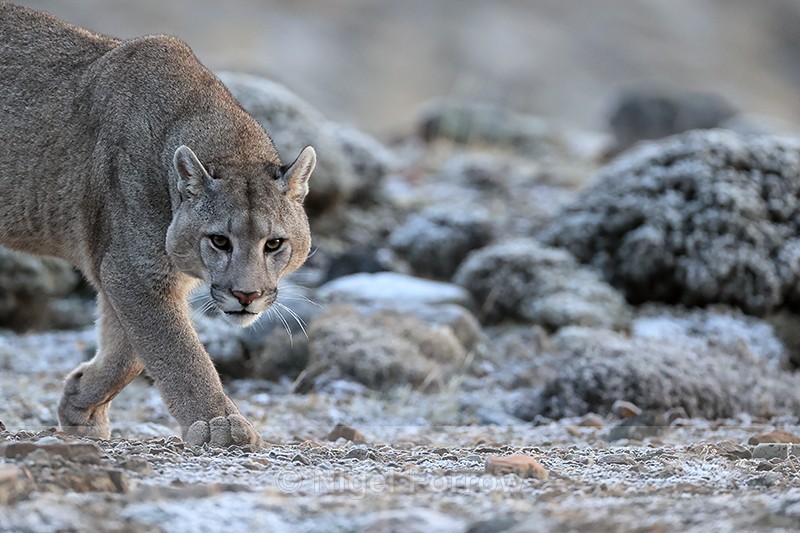 Male Puma Brissa, frosty morning, Torres del Paine, Chile - Puma
