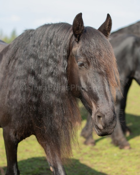 friesians 101-17 - Friesians