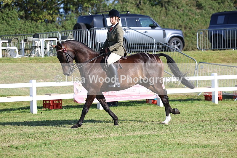 3E7A5404 - Class 2: Rising Star Large Hack/Riding Horse