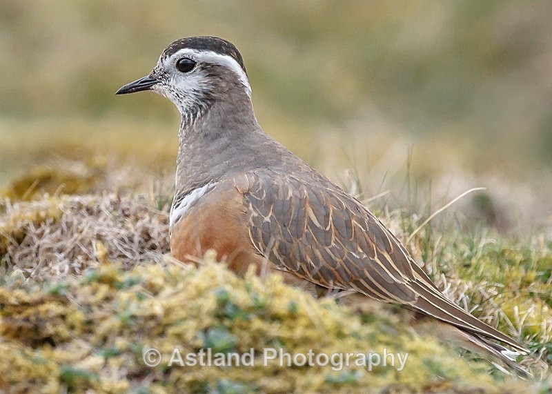 Astland Photography, Bird and Wildlife Images, Susan and Peter Wilson, U.K.