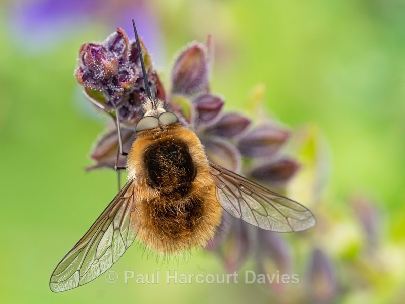 Large Bee fly (Bombylius major) - Insects, Spiders and other Animals