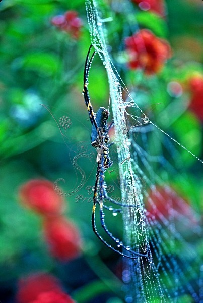 Giant Gold Web Orb Weaver Spider - Papua New Guinea - ANIMALS