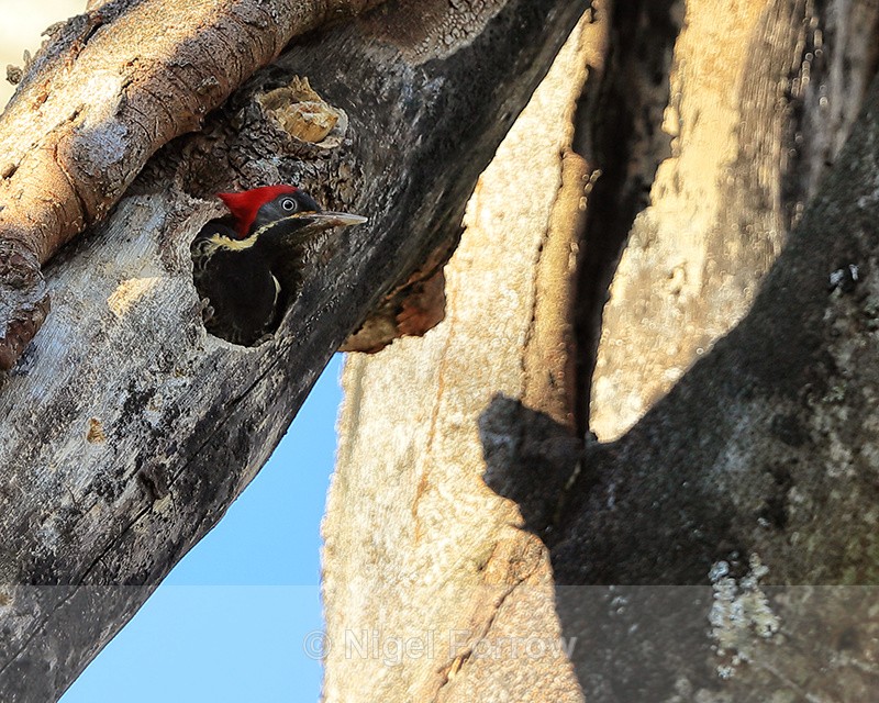 Lineated Woodpecker (female) inside nest hole, Costa Rica - Lineated Woodpecker