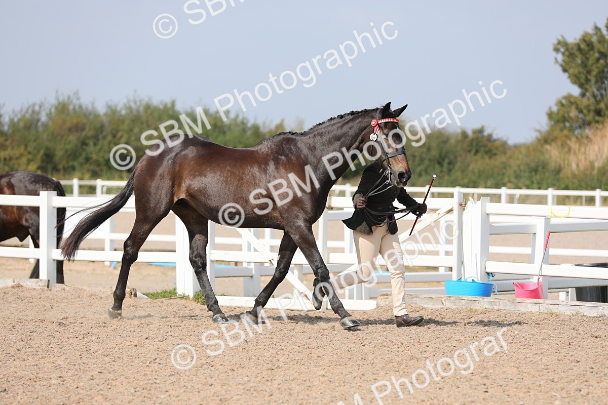SBM_15698 - Class 312 IH Competition Horse/Pony